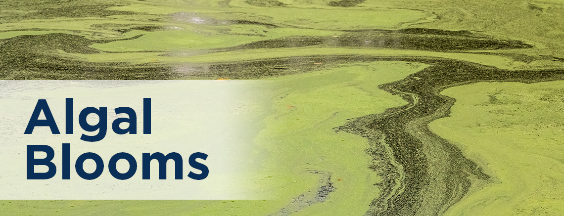 Algal Blooms